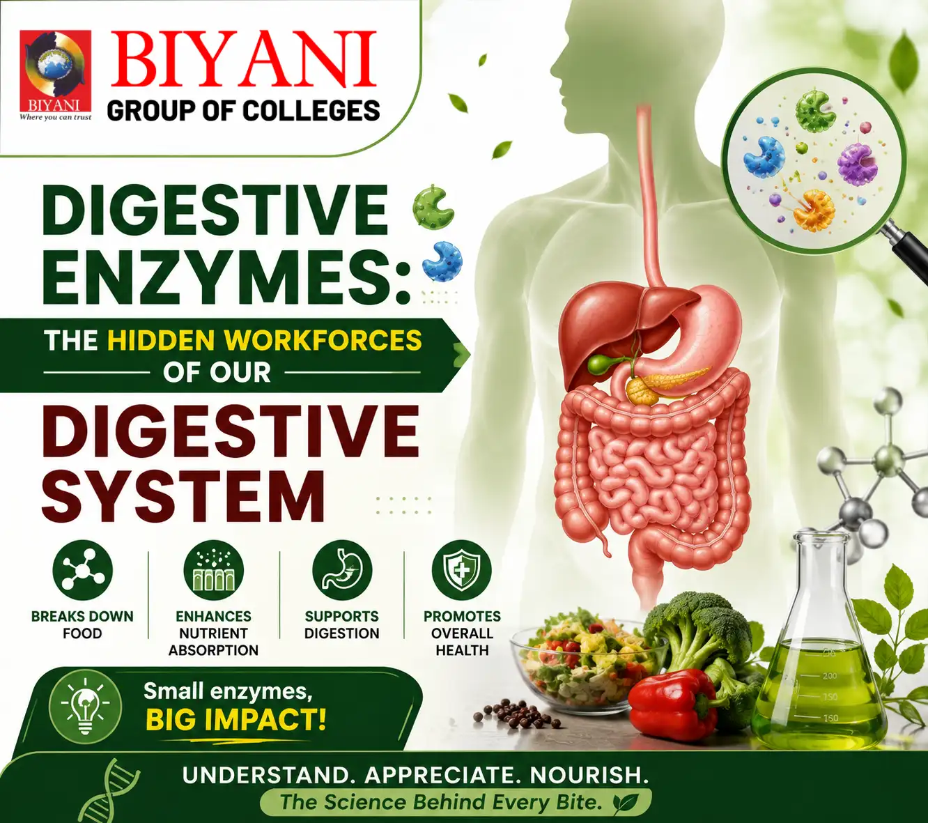 Digestive Enzymes The Hidden Workforces of Our Digestive System
