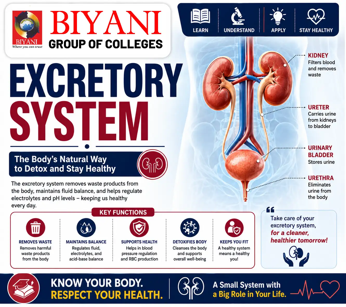 Excretory System