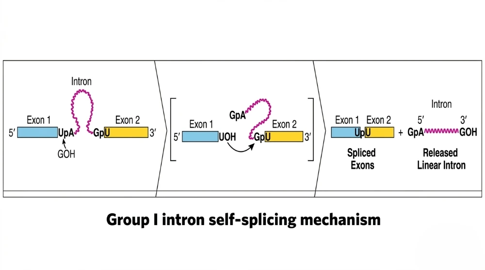 Group_1_intron