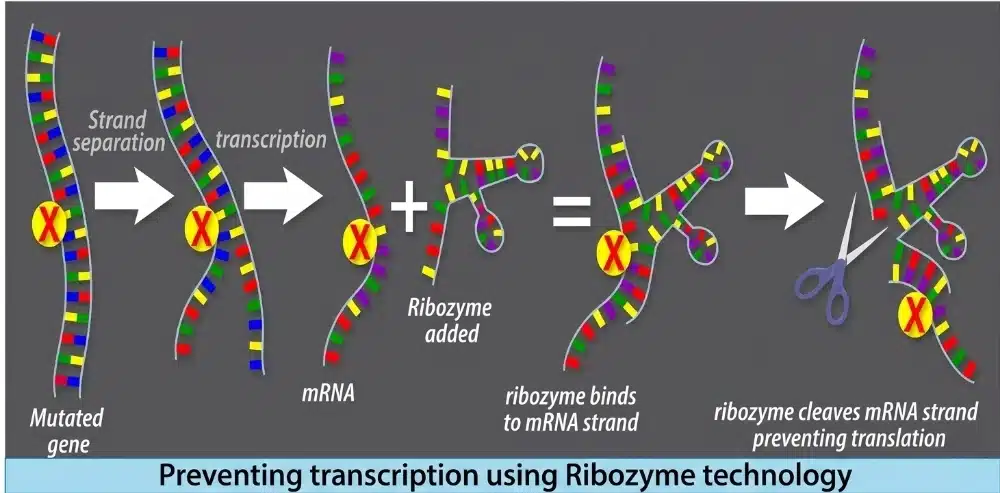 Preventing_Transcription_using_Ribozyme_Technology