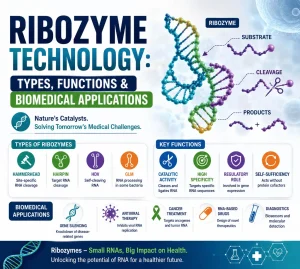 Ribozyme Technology Types Functions & Biomedical Applications