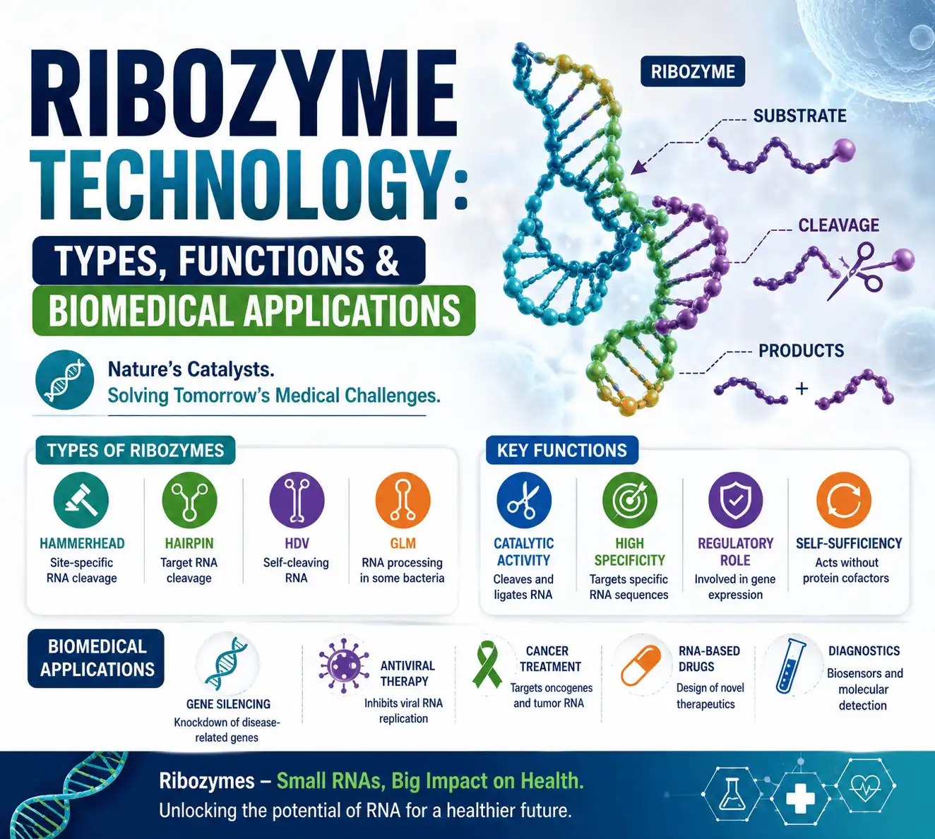 Ribozyme Technology Types Functions & Biomedical Applications