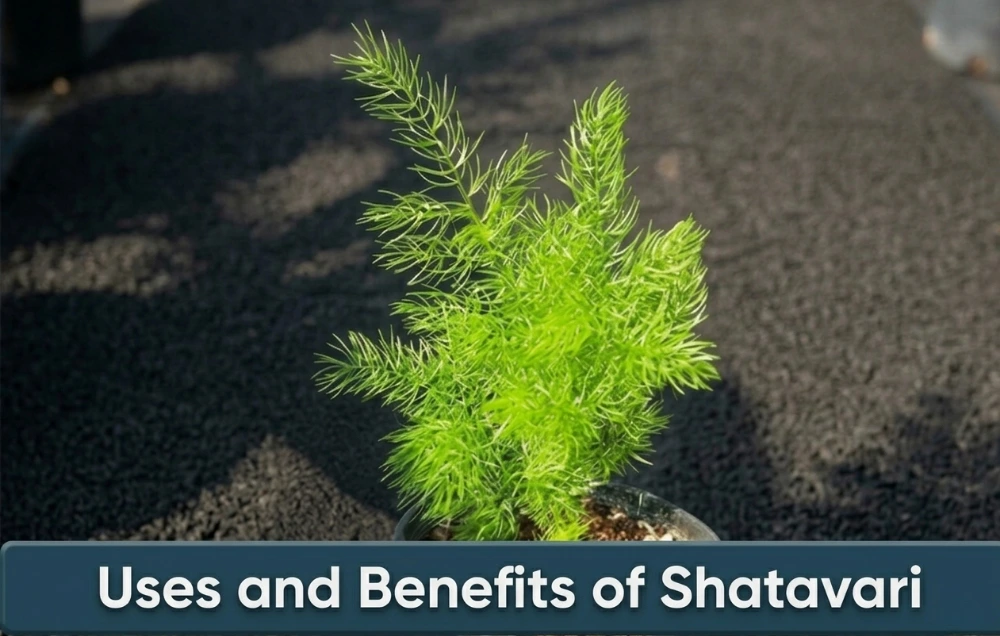 Uses and Benefits of Shatavari - Biyani Group of Colleges