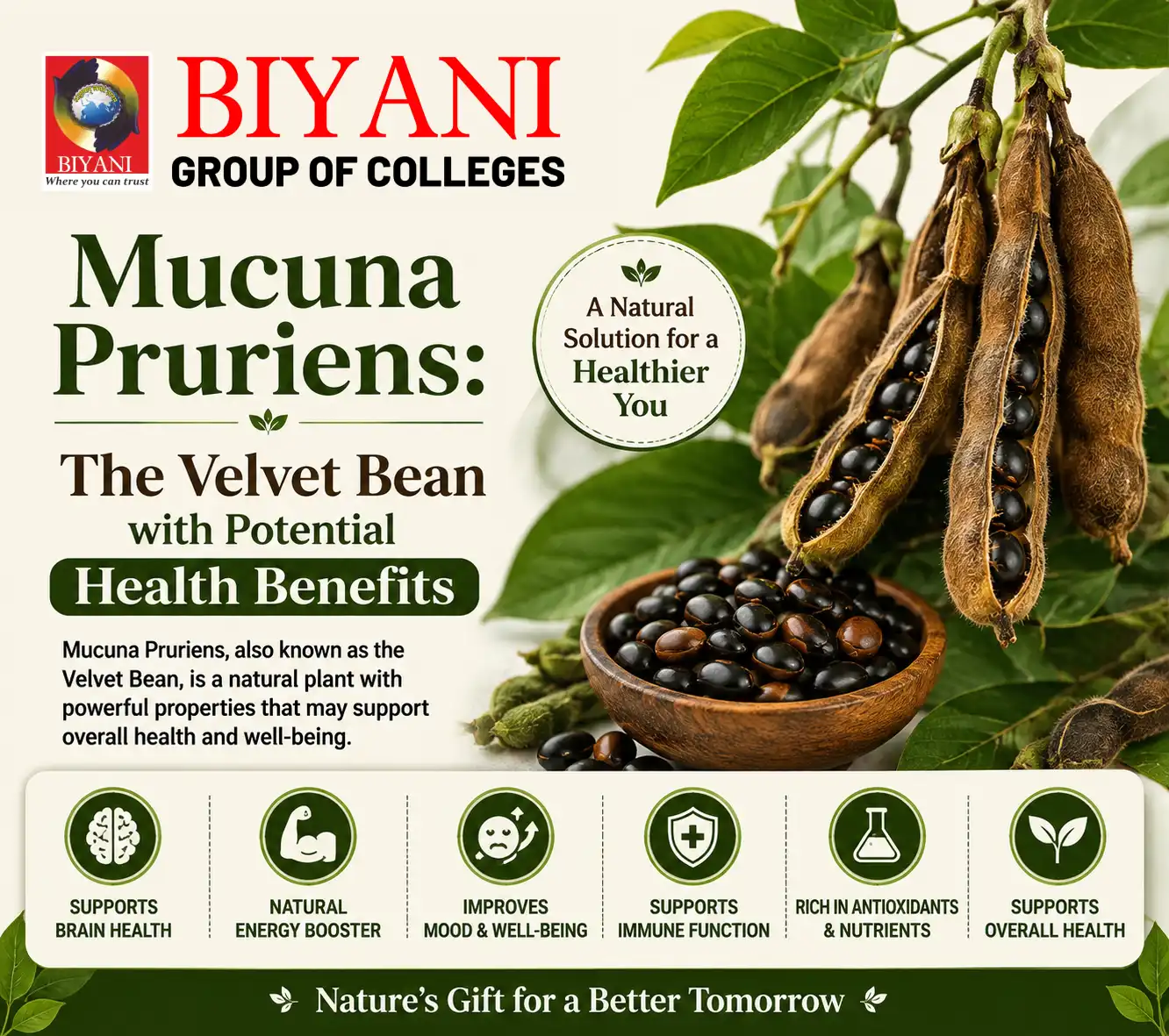 Mucuna Pruriens The Velvet Bean with Potential Health Benefits